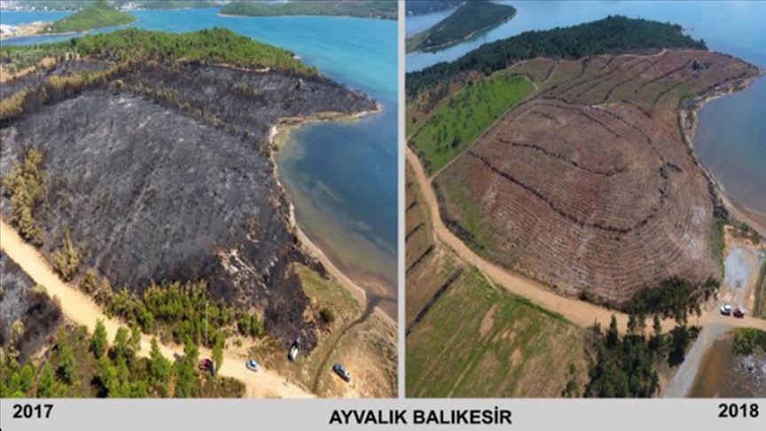 Yanan ormanlarda ağaçlandırma çalışmalarıyla 'külden yeşile' dönüşüm