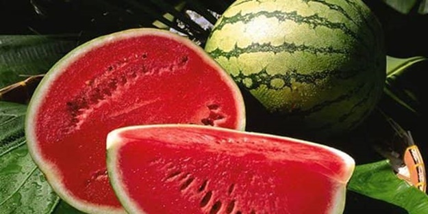 Yandex karpuz seçmek için yapay zeka geliştirdi