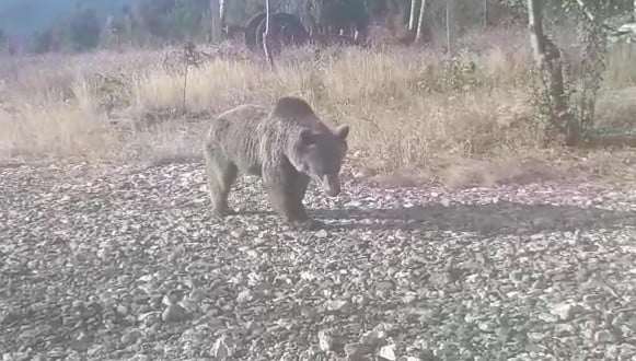 Yangın gözetleme kulesine ayı dadandı 