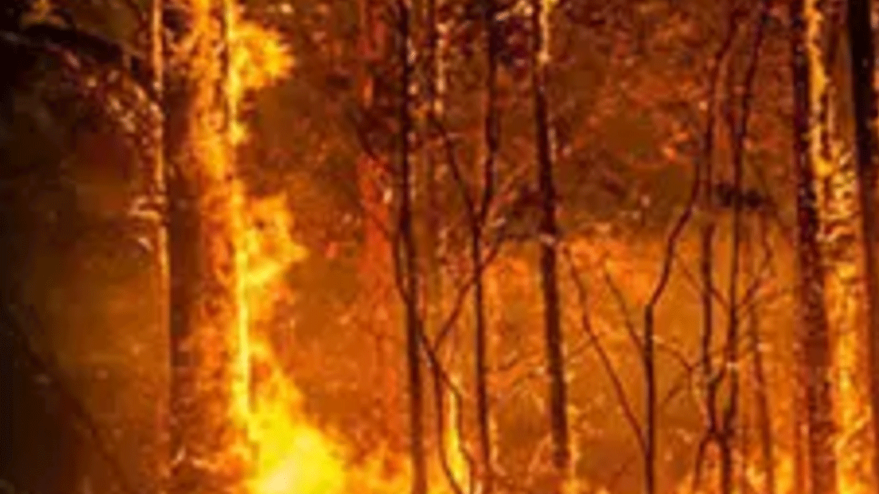 Yangın günlerdir devam ediyor: Sıcaklık 50 dereceye ulaştı!