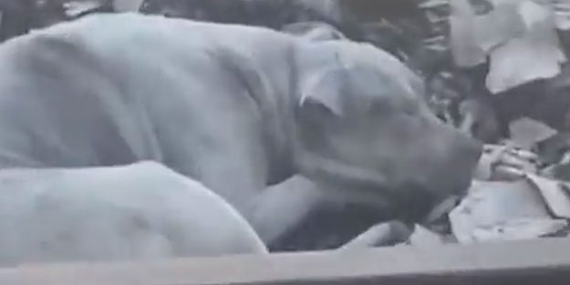 Yangına rağmen yuvasını terk etmedi