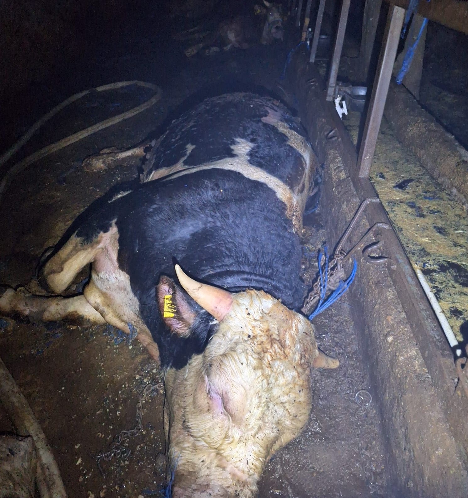 Yangında 26 büyükbaş hayvan telef oldu