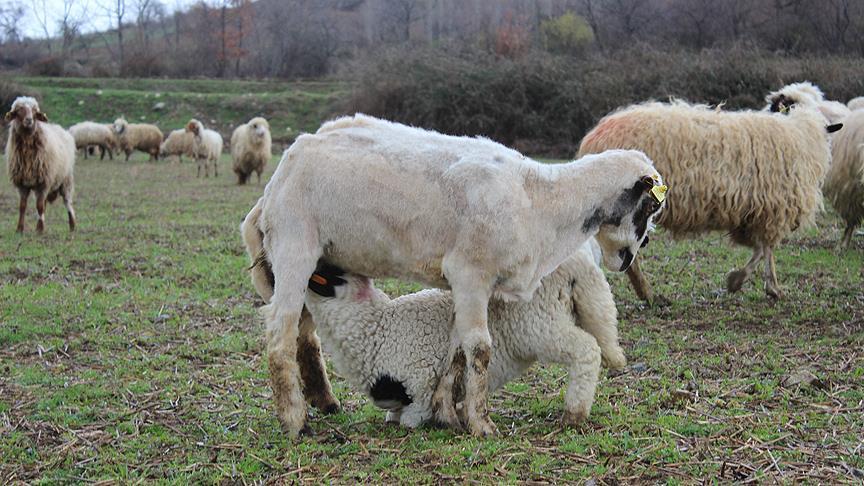 Yangında hayvanları telef olan çiftçiye 200 koyun ve keçi verildi
