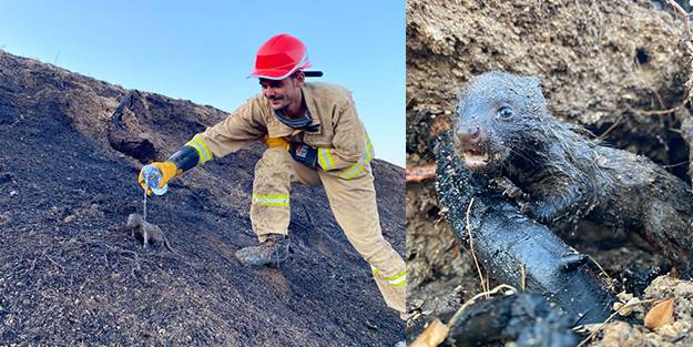 Yangında mahsur kalan sansar yavrularını orman işçileri kurtardı