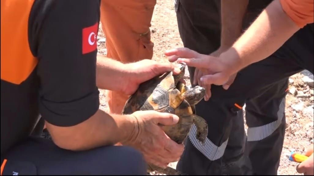 Yangının ortasında kalan kaplumbağayı Ümraniye Belediyesi ekipleri kurtardı