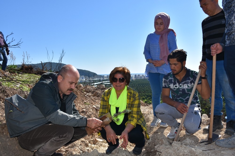 Yangının zarar verdiği Vefa Tepesi yeniden yeşerecek 