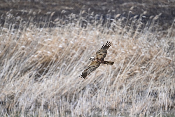 Yangınlar kuşların yaşam alanlarını daralttı
