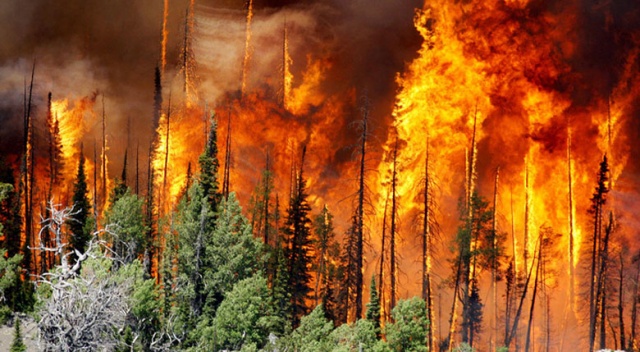 Yangınların izi 114 milyon fidanla silindi