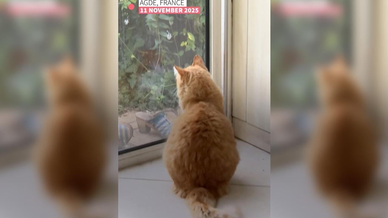 Yanlış duymadınız! Kediye hapis cezası