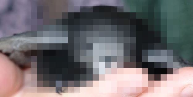 Yanlışlıkla eve giren Ebabil kuşuna büyük ilgi