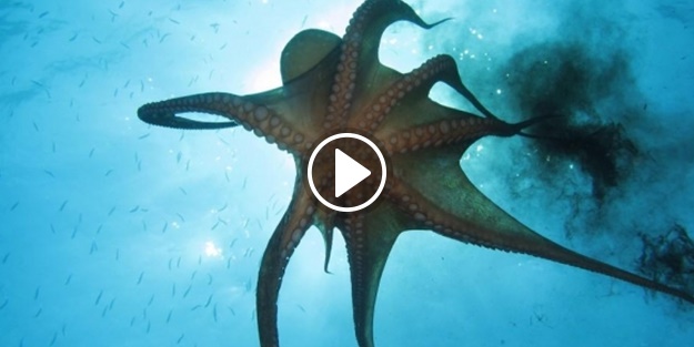 Yapay ahtapot üretildi