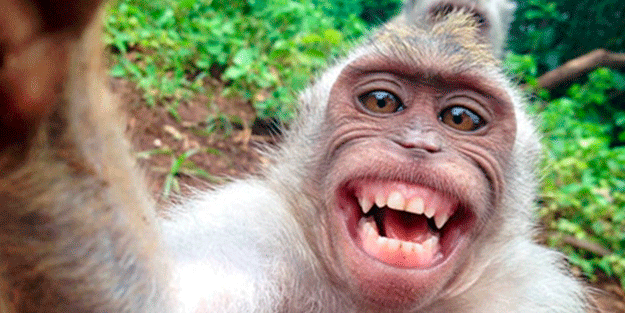 Yapay zeka ile hayvanların ne demek istedikleri anlaşılabilecek