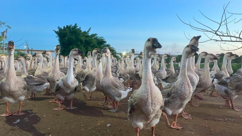 Yapay zeka ile tedavi dönemi