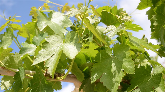 Yapıncak asma yaprağı meyvesinden pahalı