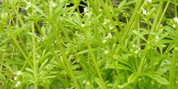 Yapışkan otu faydaları: Ne işe yarar? Duyan dönüp bir daha bakıyor...