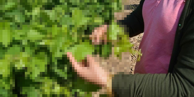Yaprağı meyvesinden 10 kat daha fazla kazandıran meyve