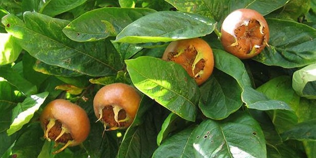 Yaprağı şeker hastalarına şifa oluyor!