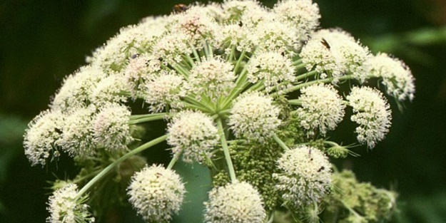 Yaprağının suyu diş ağrısına birebir