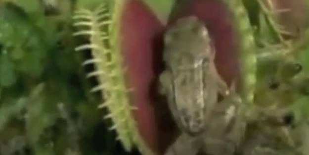 Yapraklarının arasına giren kurbağayı tek hamlede nefessiz bıraktı!