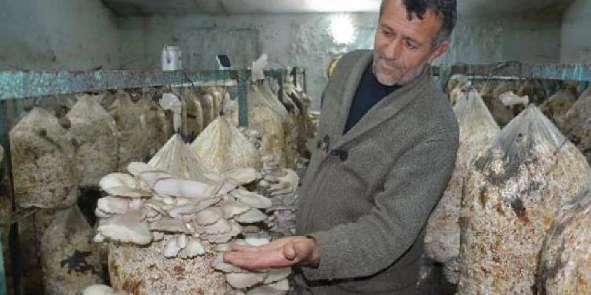 Yaptığı özel karışımla 3 ton ürün alıyor, hepsi onu tüketiyor! Tek başına resmen fabrika gibi çalışıyor! Sen ne yaptın böyle Veli abi