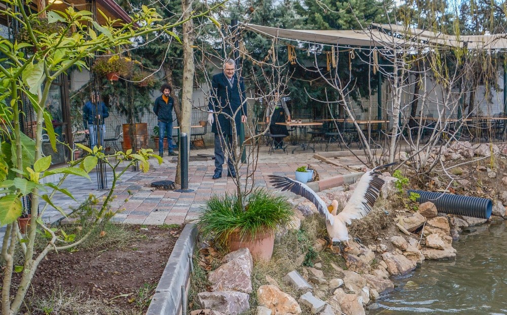 Yaralı ak pelikana Karacabey kucak açtı 