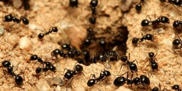 Yaralı arkadaşı olduğunu anlayan sinyal veriyor!