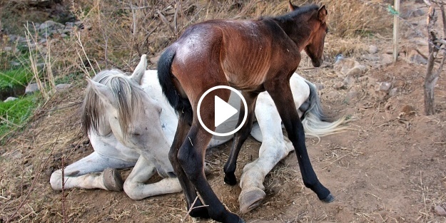 Yaralı at ölüme terk edildi