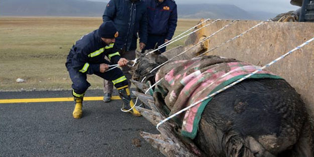Yaralı atı kurtarmak için seferber oldular