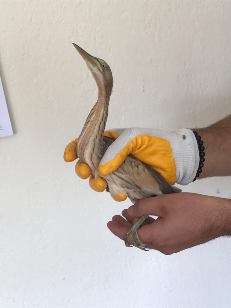 Yaralı Balaban kuşu tedavi edilip doğaya bırakıldı 