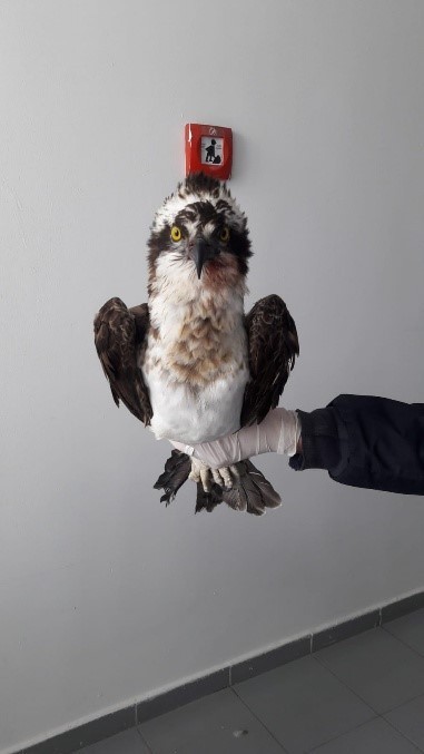 Yaralı Balık Kartalı tedavi altına alındı 