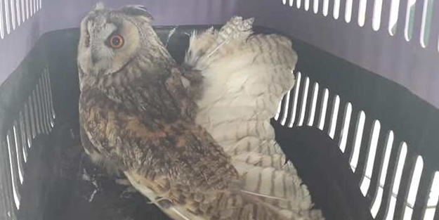 Yaralı baykuş tedavi altına alındı