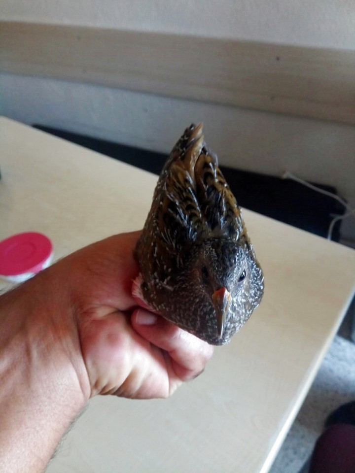 Yaralı bıldırcın kılavuzu kuşu tedavi altına alındı 