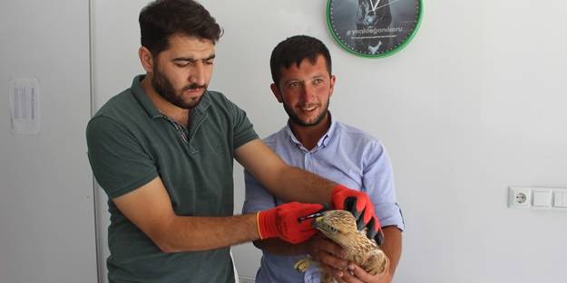 Yaralı bulduğu kartalı, köpek saldırısından kurtardı