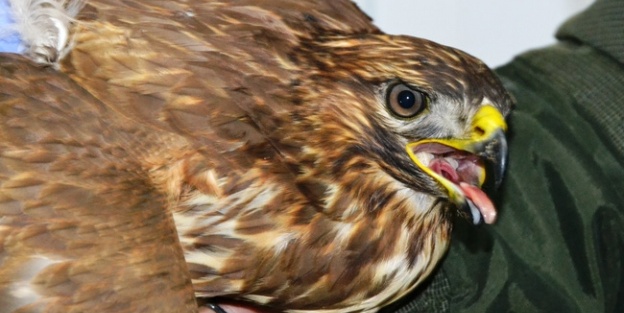 Yaralı bulunan Doğan tedavi altına alındı