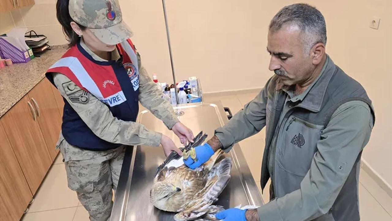 Yaralı bulunan kartal tedavi altına alındı