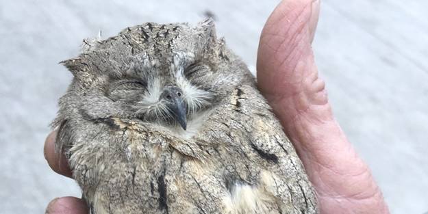 Yaralı bulunan kızıl şahin ve İshak kuşu tedavi altına alındı