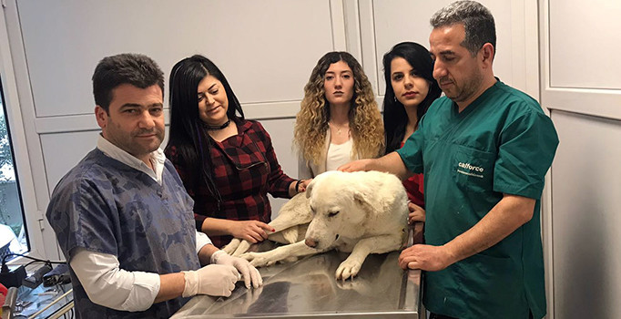Yaralı bulunan köpeğe ikinci kez saldırı