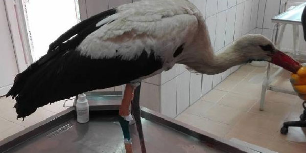 Yaralı bulunan leylek tedavi altına alındı