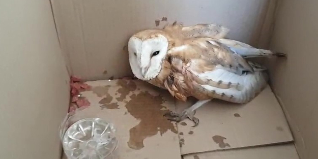 Yaralı bulunan peçeli baykuş koruma altına alındı
