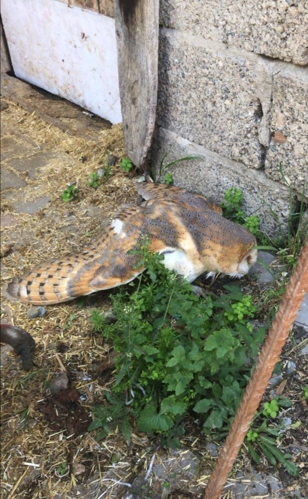 Yaralı bulunan Peçeli Baykuş tedavi altına alındı 