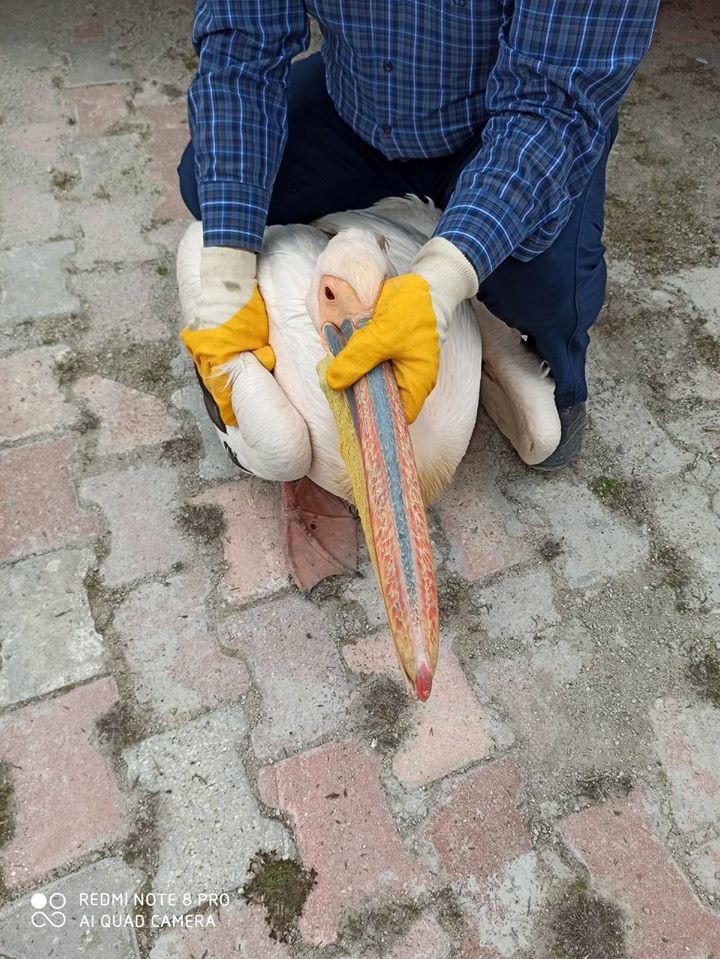 Yaralı bulunan pelikan koruma altına alındı 