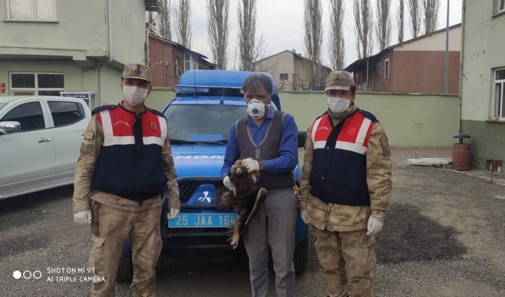 Yaralı bulunan şahin tedavi edildi 