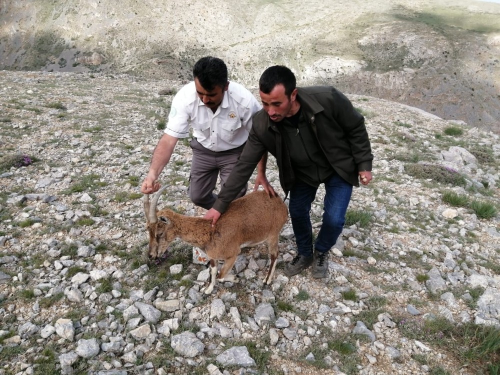 Yaralı bulunan yaban keçisinin tedavi süreci başladı 