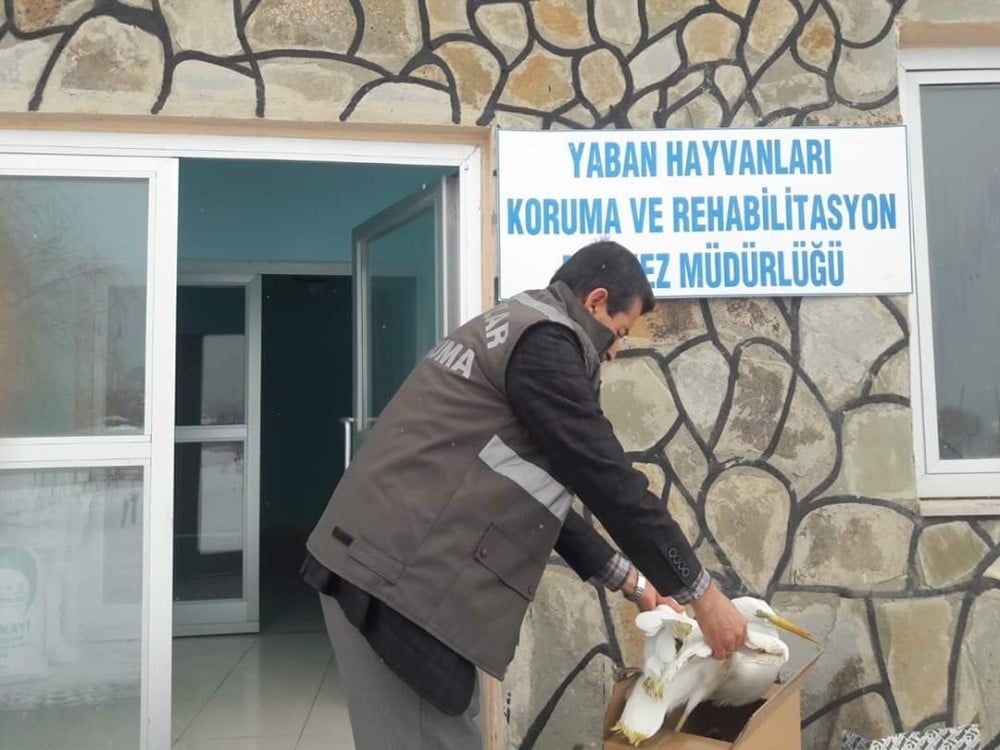 Yaralı Büyük ak balıkçıl kuşu tedavi altına alındı 