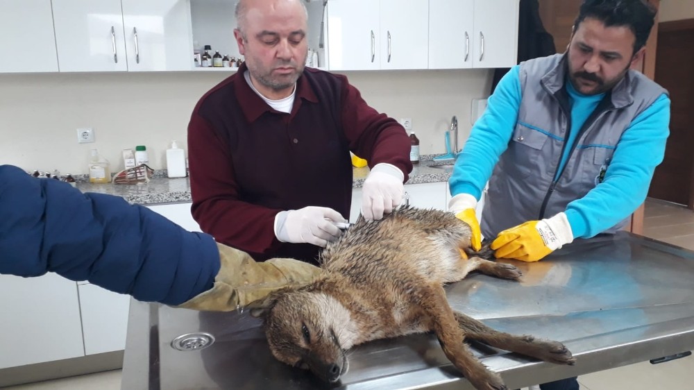 Yaralı çakala belediye sahip çıktı 
