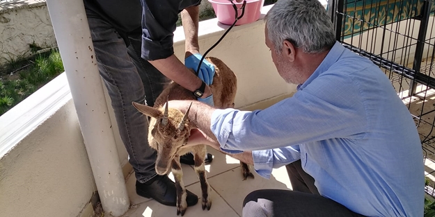 Yaralı dağ keçisi tedavi altına alındı