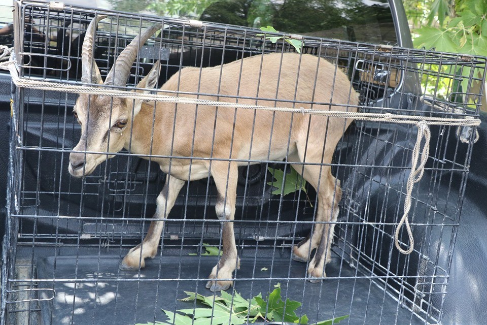 Yaralı dağ keçisi tedavi edildikten sonra doğal yaşam alanına bırakıldı 