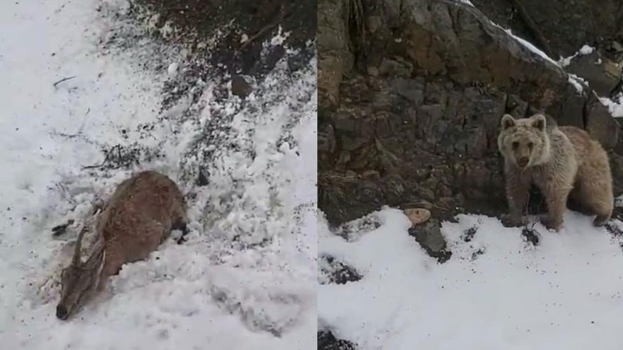 Yaralı dağ keçisini ayıya yem olmaktan kurtardı! O anlar kamerada