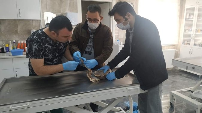 Yaralı Erguvani Balıkçıl Kuşu tedavi altına alındı 