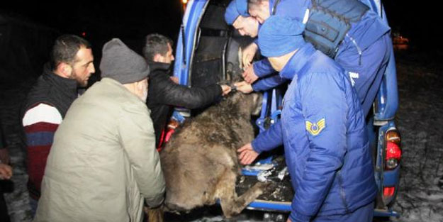 Yaralı eşek donmak üzereyken bulundu